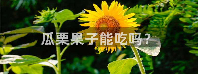 51吃瓜 张津瑜：瓜栗果子能吃吗？